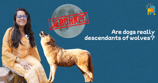 Debunking Common Pet Myths: Are Dogs Really Descendants of Wolves?