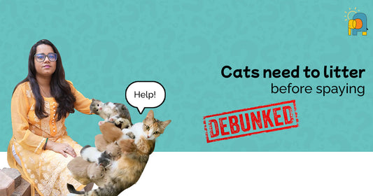 Debunking Common Pet Myths: Do Cats Need to Litter Before Spaying?