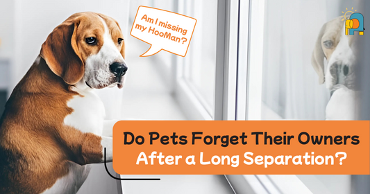 Do Pets Forget Their Owners After a Long Separation?