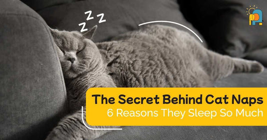 The Secret Behind Cat Naps: 6 Reasons They Sleep So Much