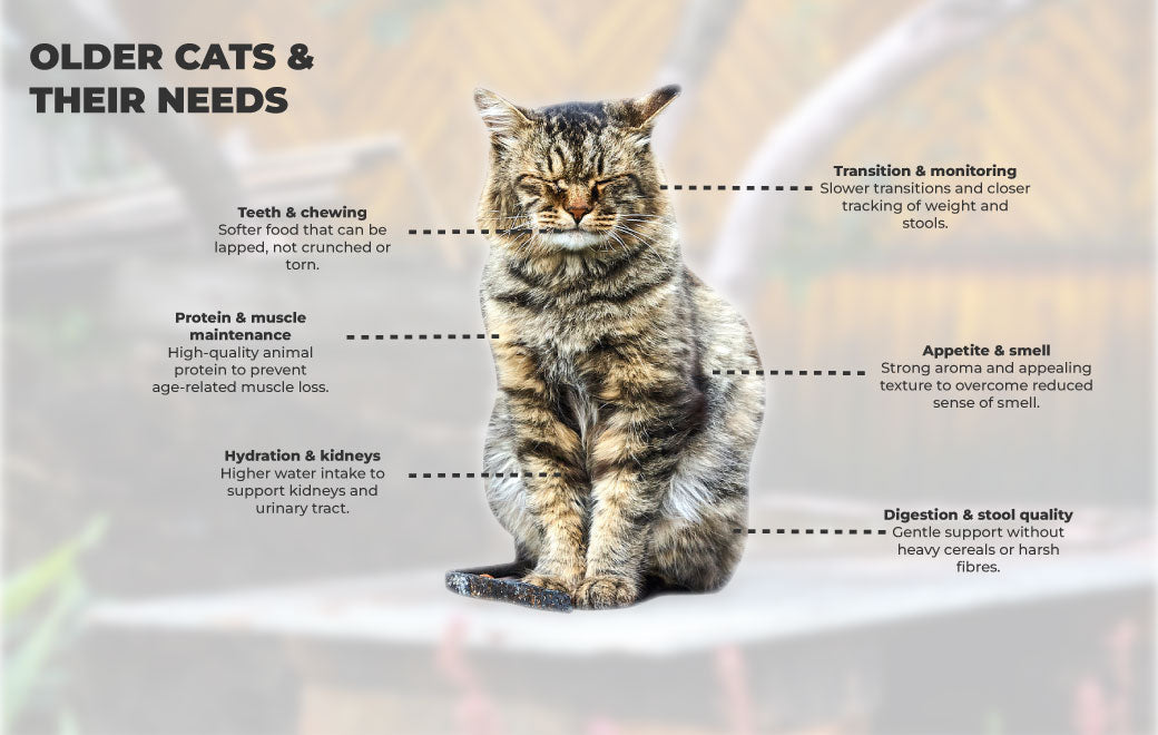 How to Choose the Best Adult Cat Wet Food in India