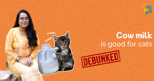 Debunking Pet Myths: Is Cow’s Milk Really Good for Cats?