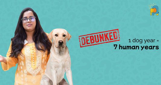 Debunking the Myth: Does 1 Dog Year Really Equal 7 Human Years?