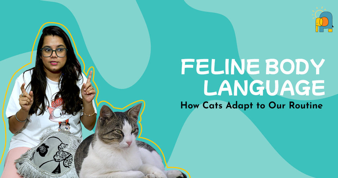 EP2: How Cats adapt to our routine - Feline Body Language