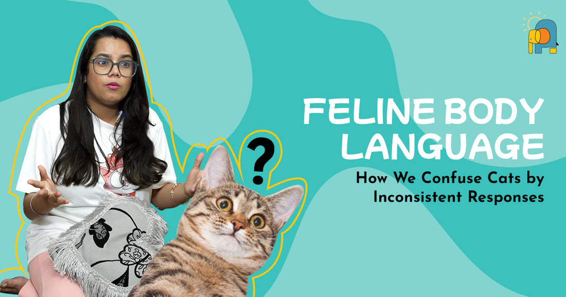 EP3: How we confuse cats by inconsistent responses - Feline Body Language