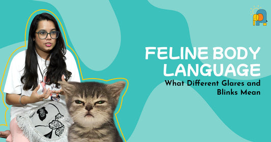 EP4: What different glares and blinks mean - Feline Body Language