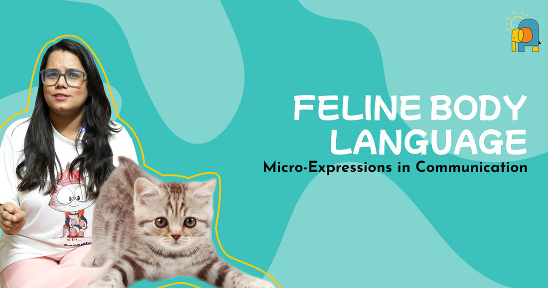 EP5: Micro-expression in communication - Feline Body Language