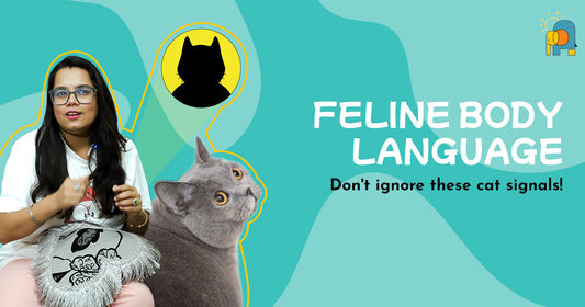 EP6: Don’t ignore these cat signals  - Feline Body Language