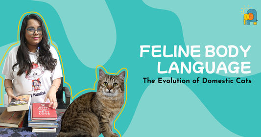 EP1:The Evolution of Domestic Cats - Feline Body Language