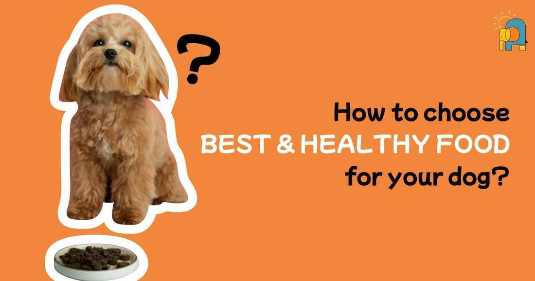 How To Choose the Best and Healthy Food For Your Dog? - Pets of Paradise
