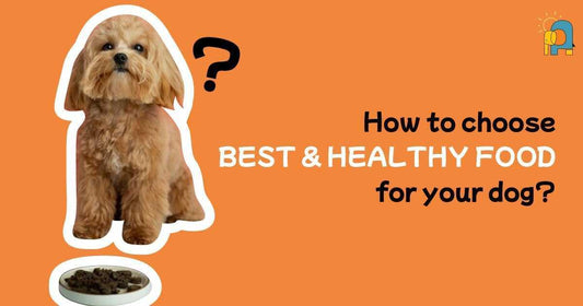 How To Choose the Best and Healthy Food For Your Dog? - Pets of Paradise