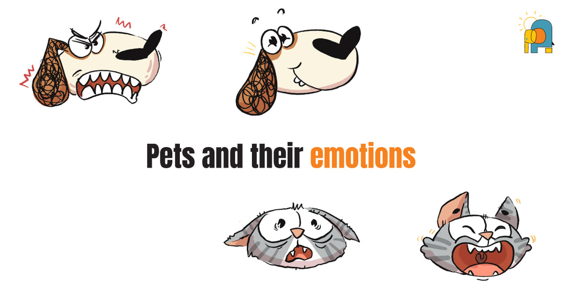 Pets and Their Emotions: Signs in Dog and Cat