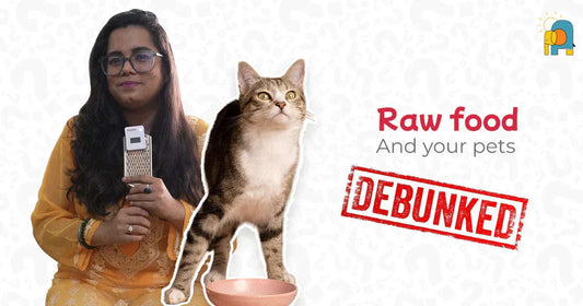 Raw Food and Pets: Is It the Right Choice? - Pets of Paradise