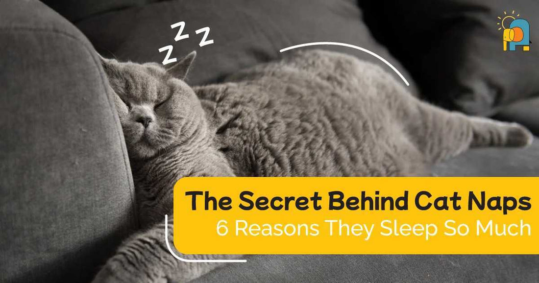 The Secret Behind Cat Naps: 6 Reasons They Sleep So Much