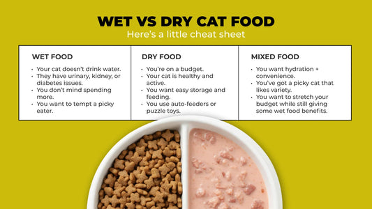 Wet vs Dry Cat Food: The Complete Guide