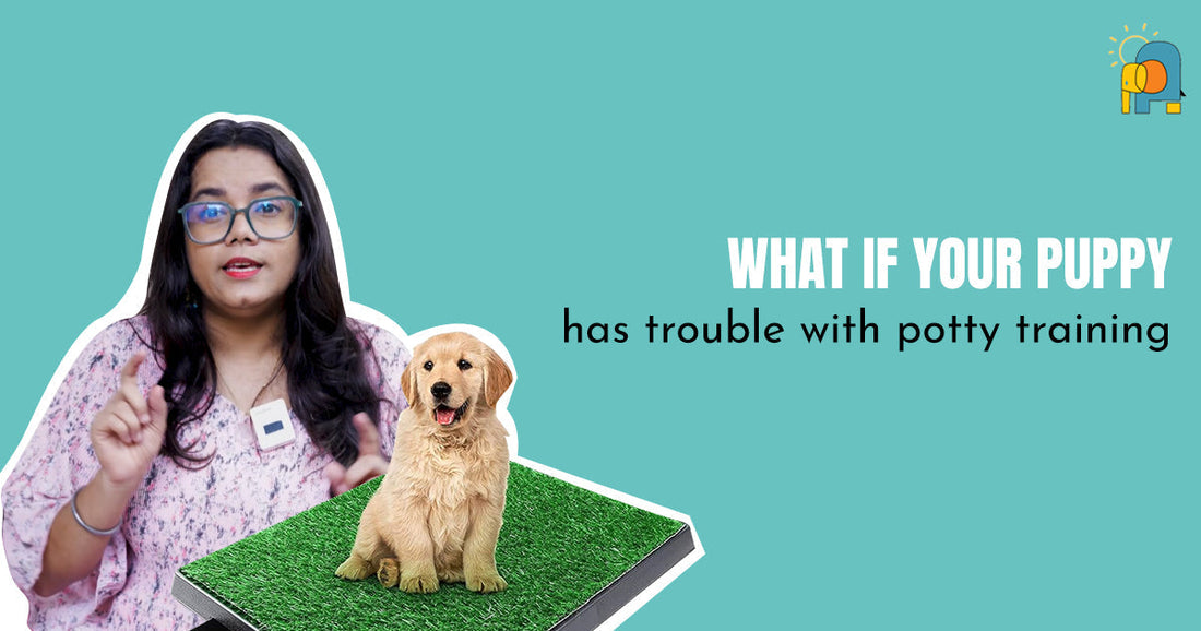 What If Your Puppy Has Trouble with Potty Training?