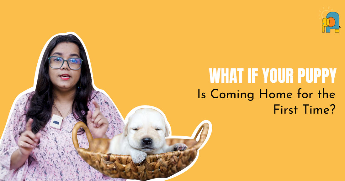 What If Your Puppy Is Coming Home for the First Time?