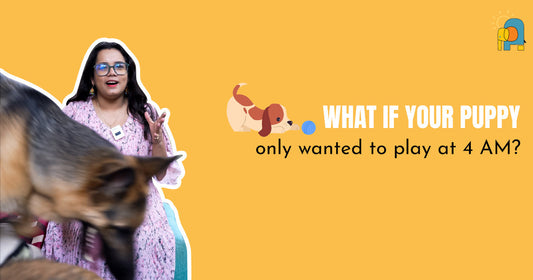 What If Your Puppy Only Wanted to Play at 4 AM