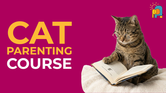 Cat parenting course