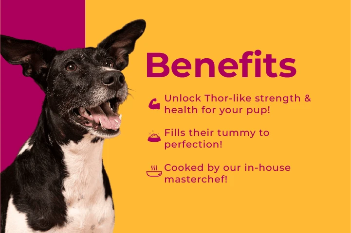 www.petsofparadise.store Pets of Paradise